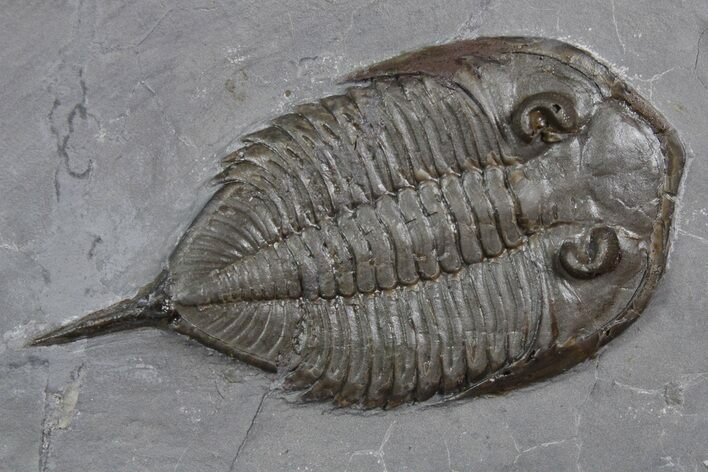 Dalmanites Trilobite Fossil - New York #357125
